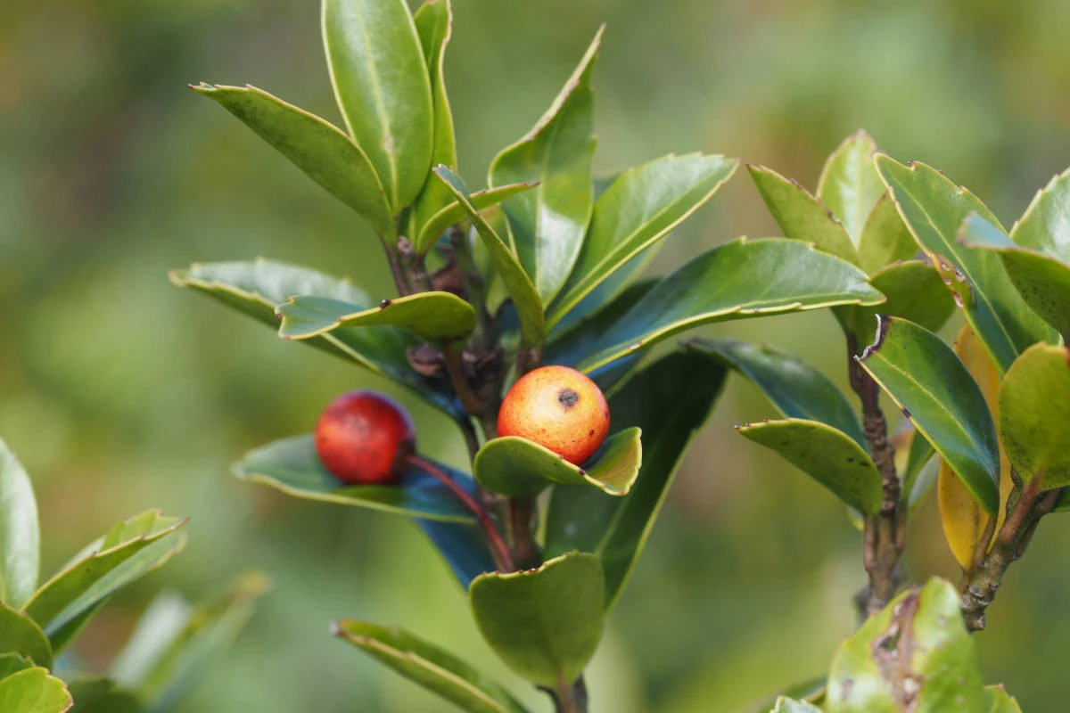 アカミノイヌツゲ