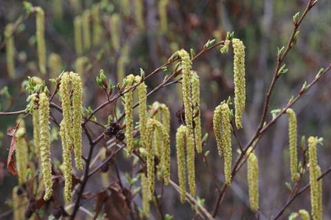 ヒメヤシャブシ