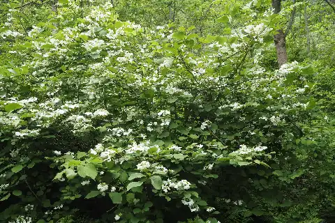 ケナシヤブデマリ