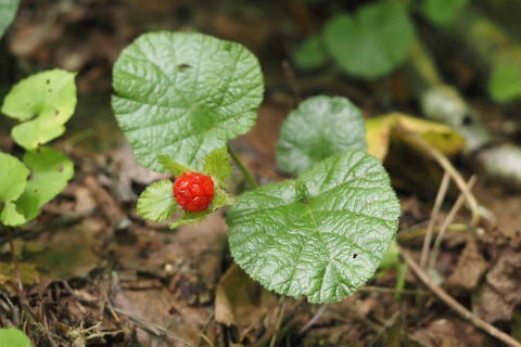 コバノフユイチゴ