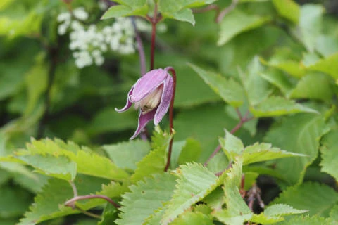 コミヤマハンショウヅル