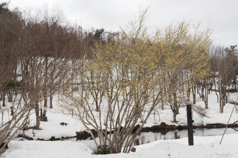 マルバマンサク