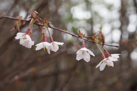 オクチョウジザクラ