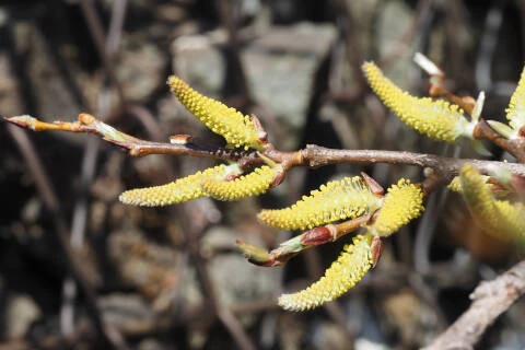 シライヤナギ