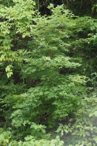 ウラジロイタヤ